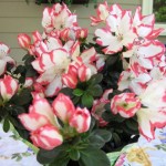 Thumbnail image for Celebrating Mother’s Day