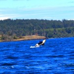 Thumbnail image for Whale Watching at San Juan Islands