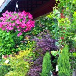 Thumbnail image for Bainbridge Island