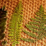 Thumbnail image for Drying Ferns for Framed Botanicals