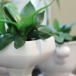 Thumbnail image for Living with Plants