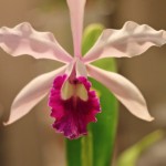 Thumbnail image for Birmingham Botanical Garden Orchid Sale