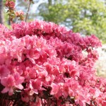 Thumbnail image for A Port St. Joe Private Garden