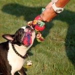 Thumbnail image for Fun with the Dogs! With A Giveaway!