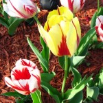 Thumbnail image for Dig Drop Done:  Planting Bulbs & How to Win a $5,000 Yard Makeover