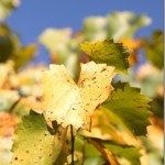 Thumbnail image for Fall Colors in Georgia