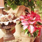 Thumbnail image for Kick off Christmas Decorating with Poinsettias!