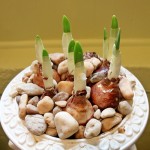 Thumbnail image for Planting Paperwhites for Christmas