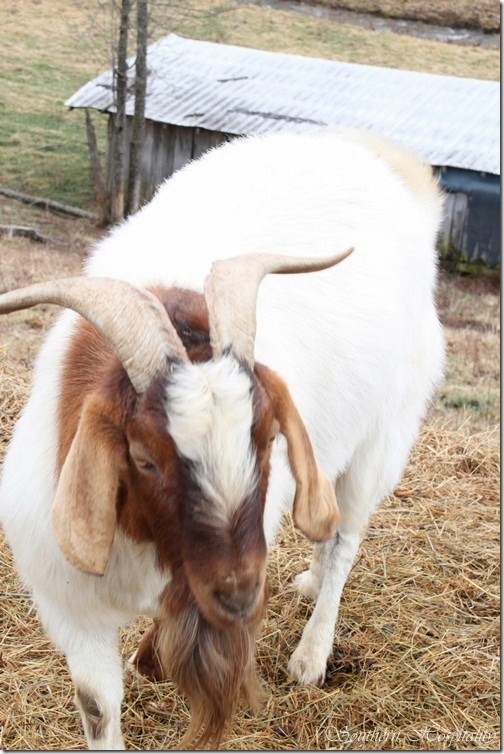 Billy goat