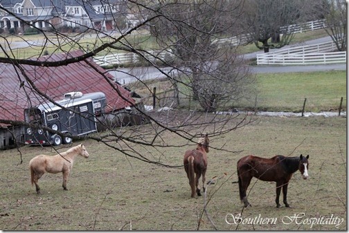 Horses farm