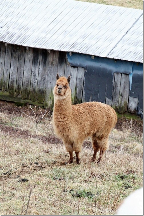 Llama