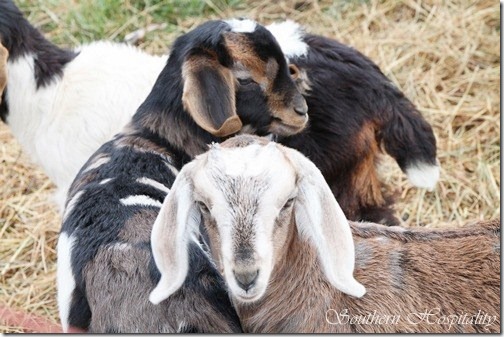 adorable goats