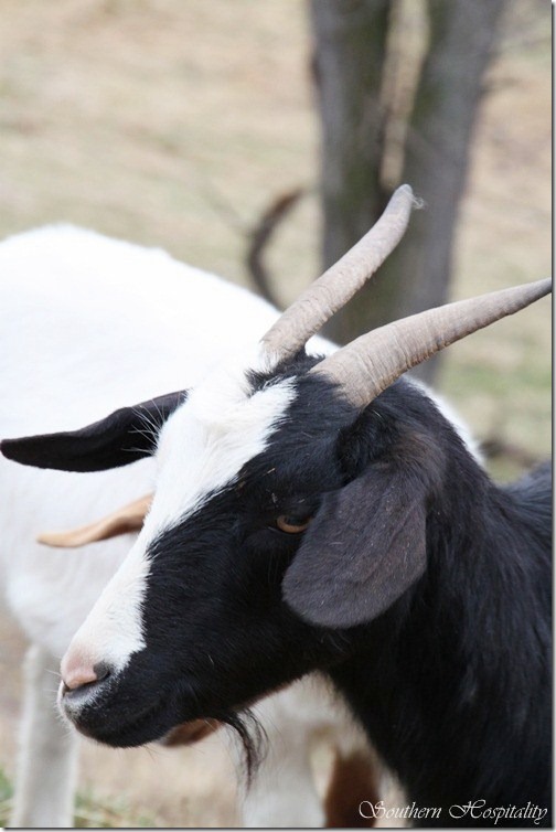 black and white goat