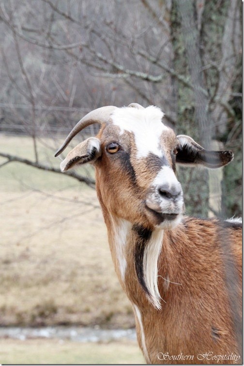 brown-eyed goat
