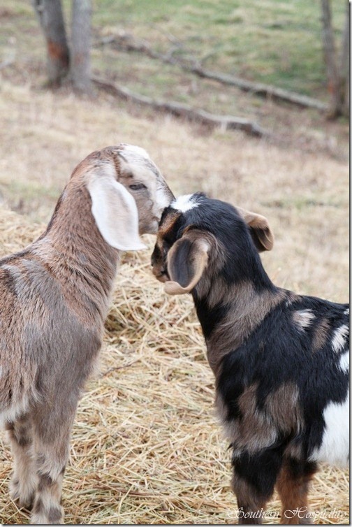 cute baby goats