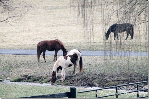 horse drinking