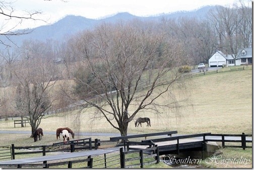 horses farm (2)