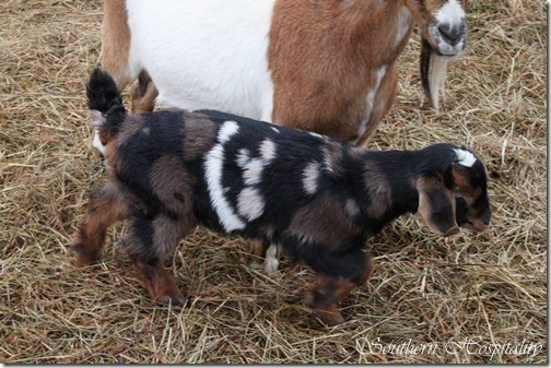 spotted baby goat