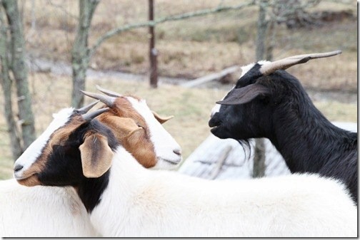 the goats