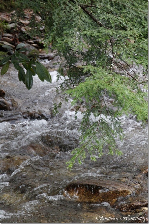 trees hanging over stream
