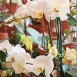 Thumbnail image for Boxwoods Gardens: Ready for Spring