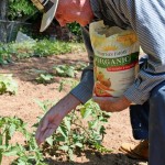 Thumbnail image for Organic Gardening:  Whitney Farms