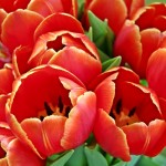 Thumbnail image for Spring: Pass it Forward with Bulbs
