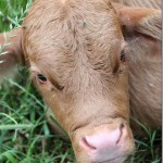 Thumbnail image for Serenbe:  A Day in the Country