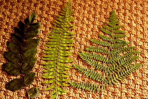 Drying Ferns For Framed Botanicals Southern Hospitality