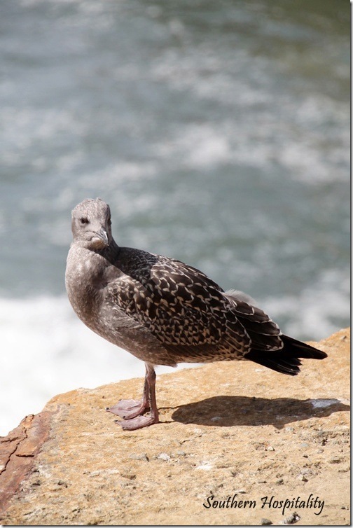 Bird Cliff House