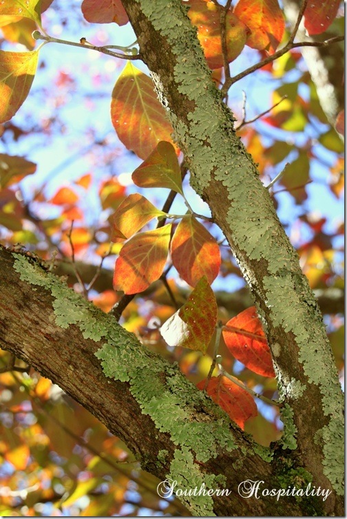 Fall dogwood tree