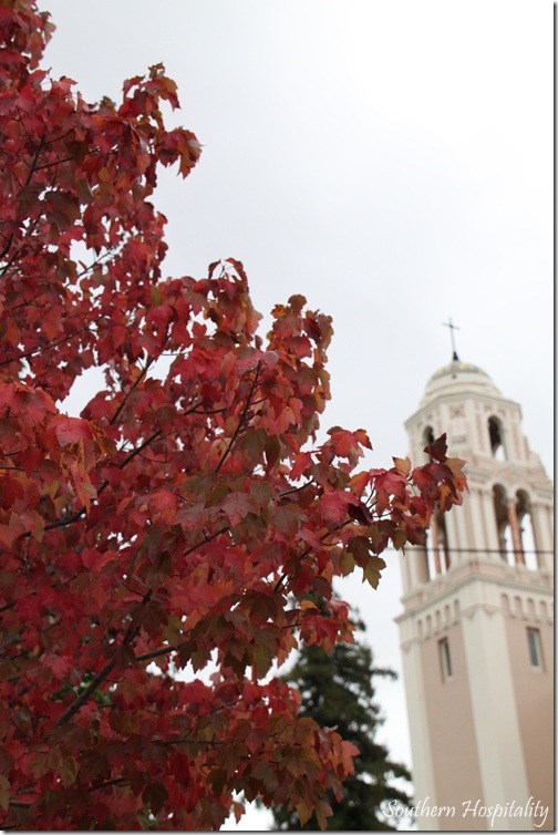 Fall leaves Petaluma