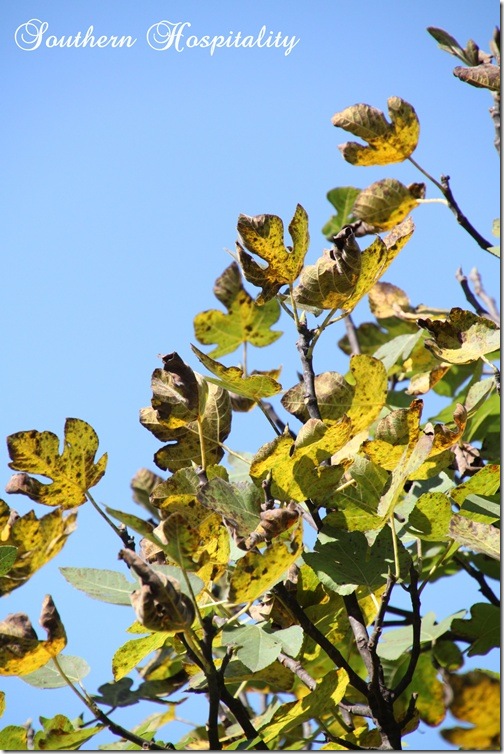 Fig tree Fall