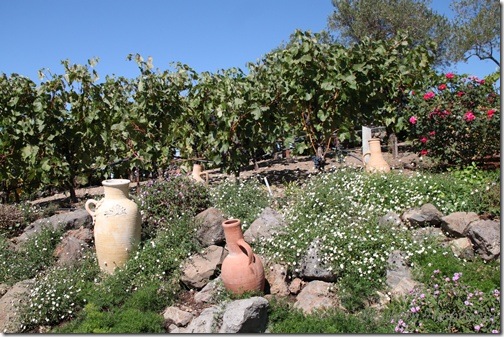 winery landscape
