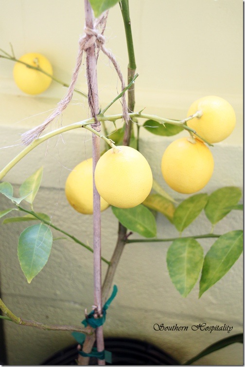 Meyer lemon tree