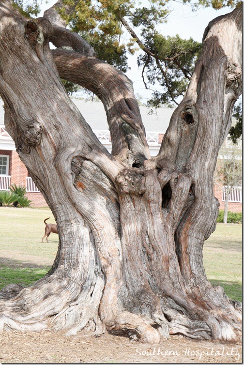 Tree Trunk St. Simons