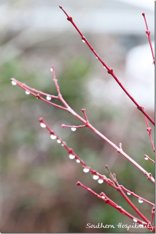 twigs with water drops