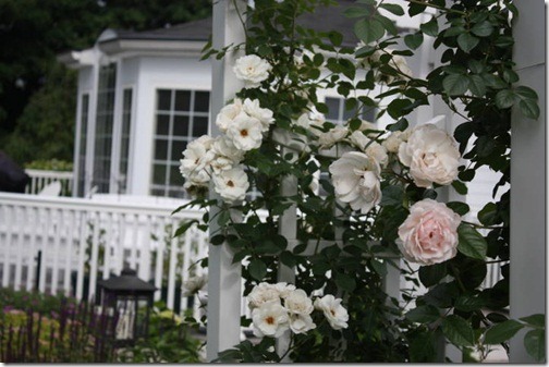 roses closeup