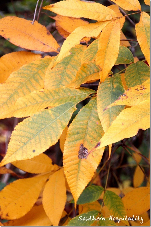 Yellow Fall Leaves