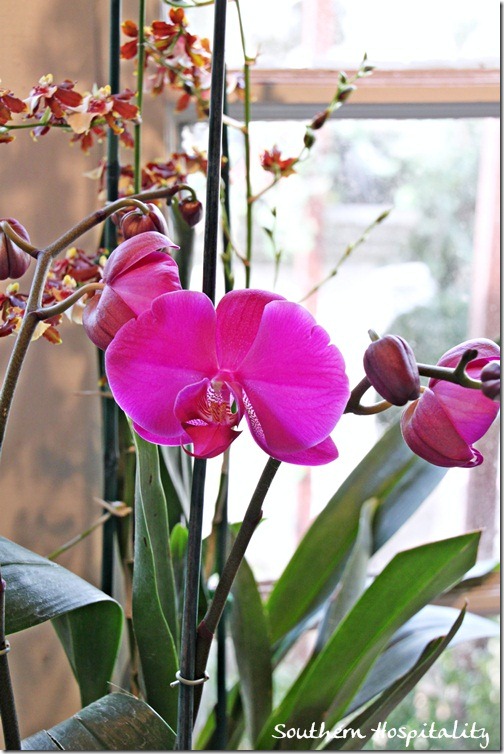 pink orchid