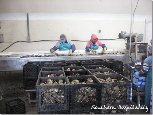 Oyster workers
