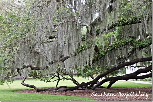 trees limbs bending