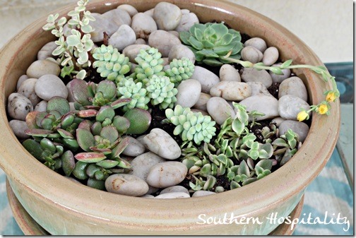 succulent garden