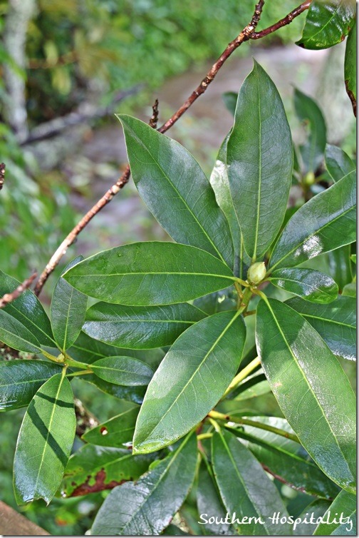 creek foliage