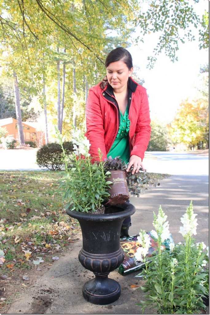 Thriller, Filler and Spiller Plants for Your Container Garden - The Home  Depot