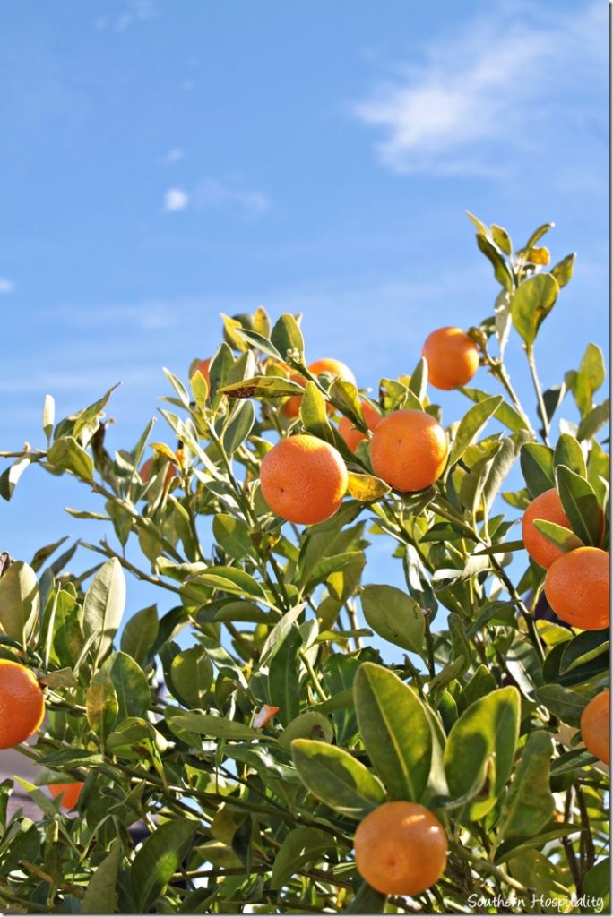 orange trees