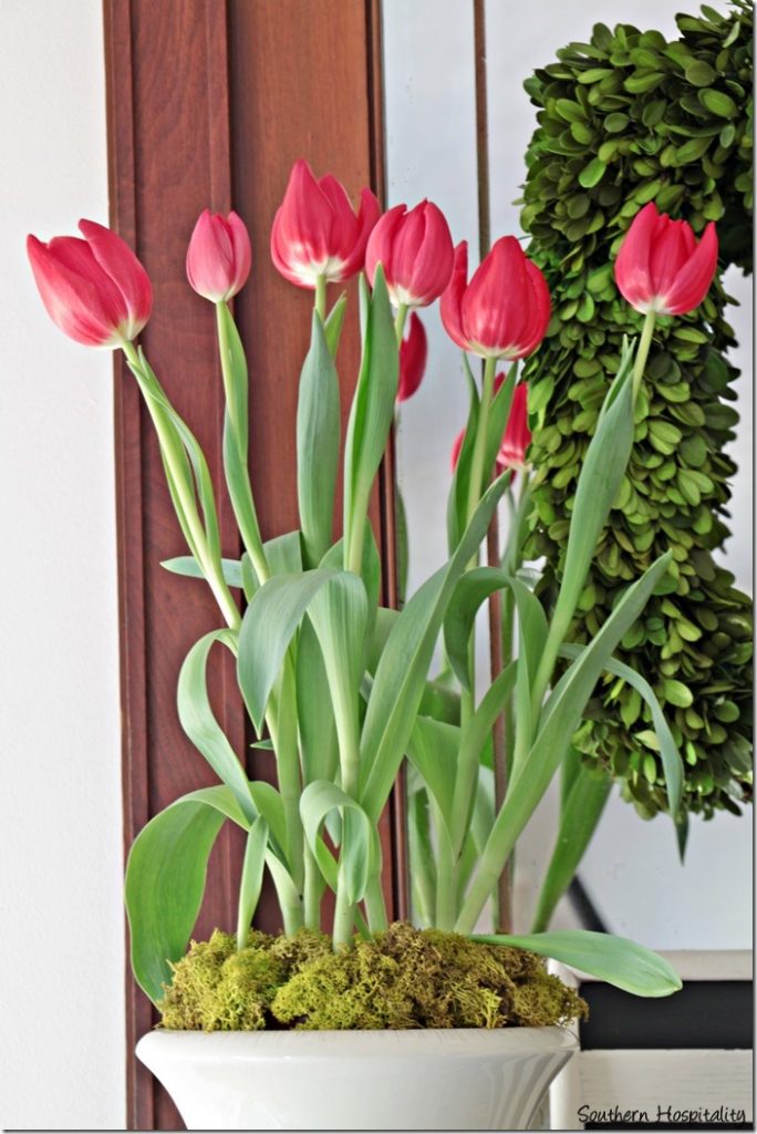 red tulips in urn