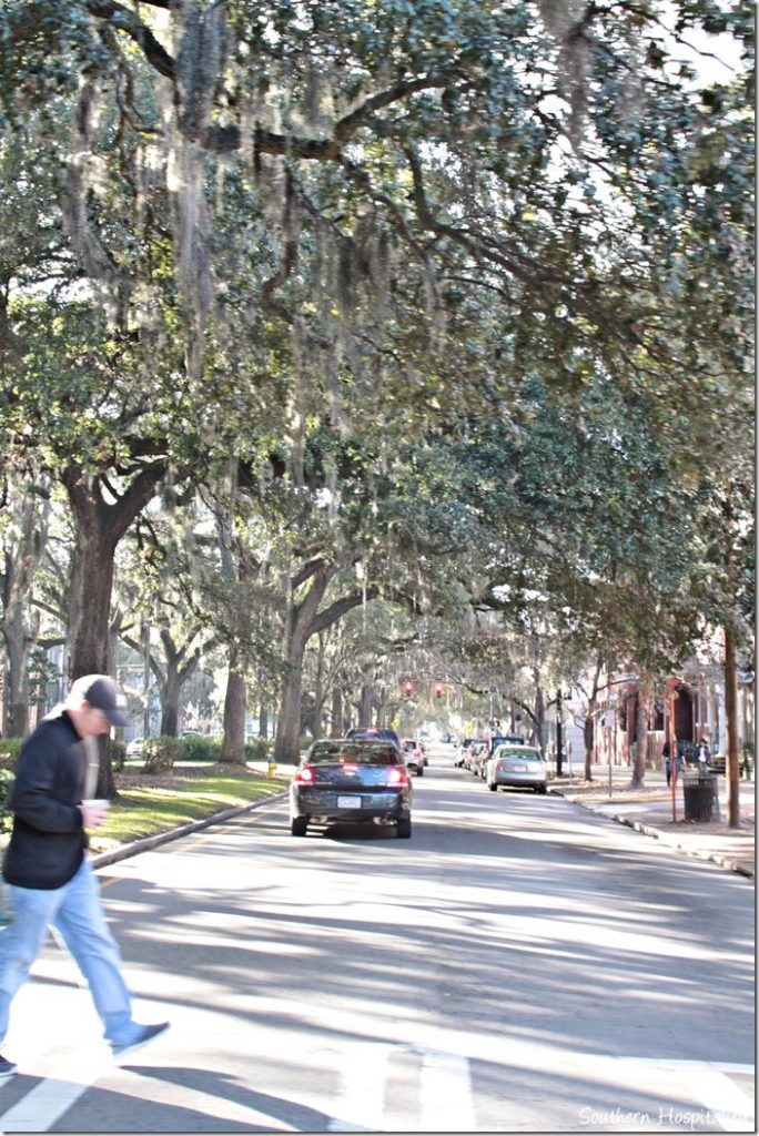 savannah moss draped trees and streets