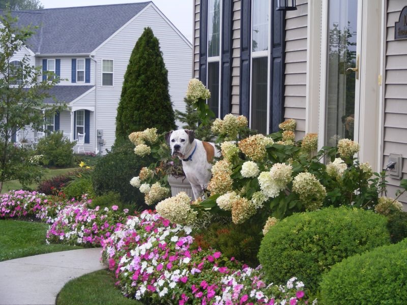 front yard landscaping ideas with hydrangeas