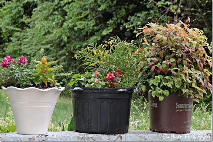 southern living container plants